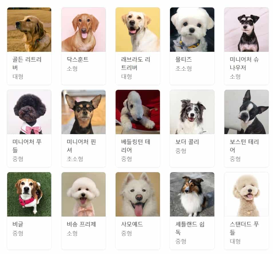 강아지종류 개종류 200가지 총정리! | 견종백과 - 뚝딱 뉴스
