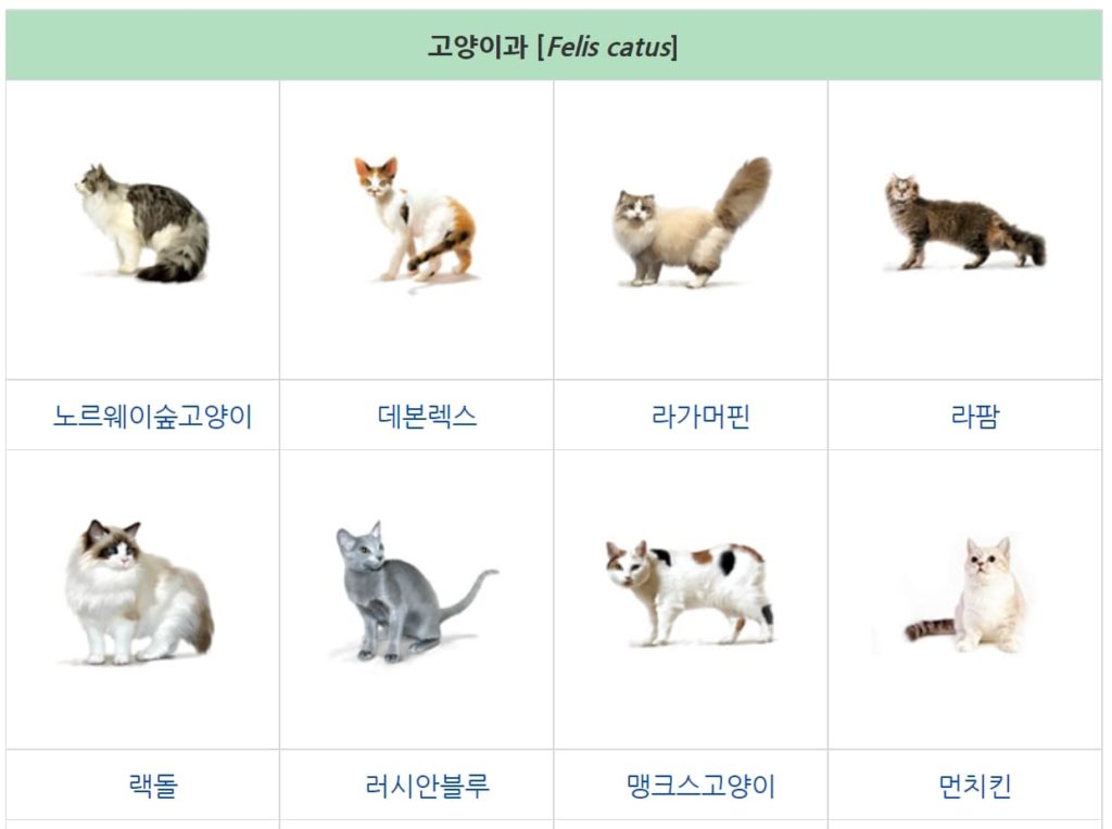 고양이 종류 71가지 | 고양이 품종 - 뚝딱 뉴스