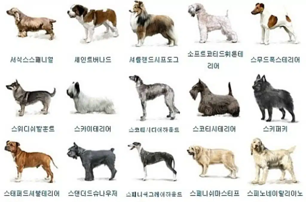 애완동물 종류