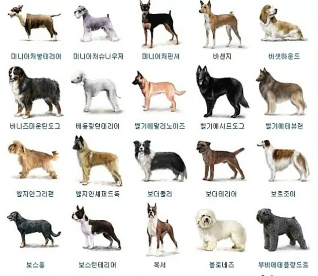 강아지 종류
